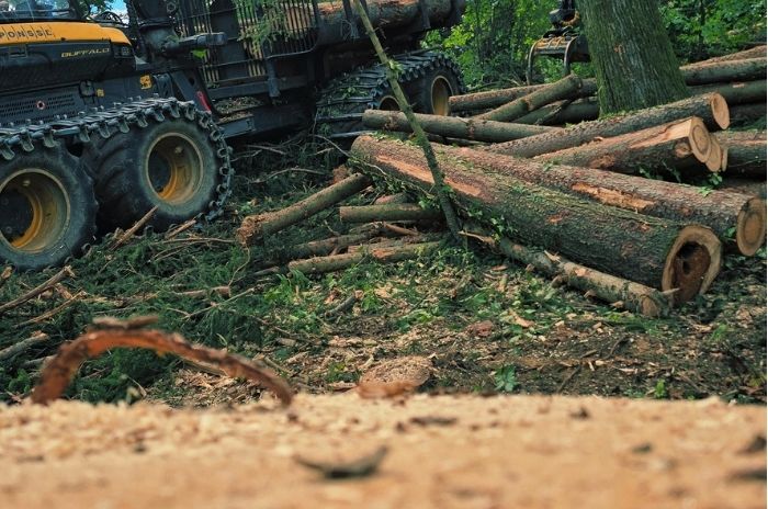 Käferbaum Aufbereitung Dienstleistung Steiermark Holzschlägerung