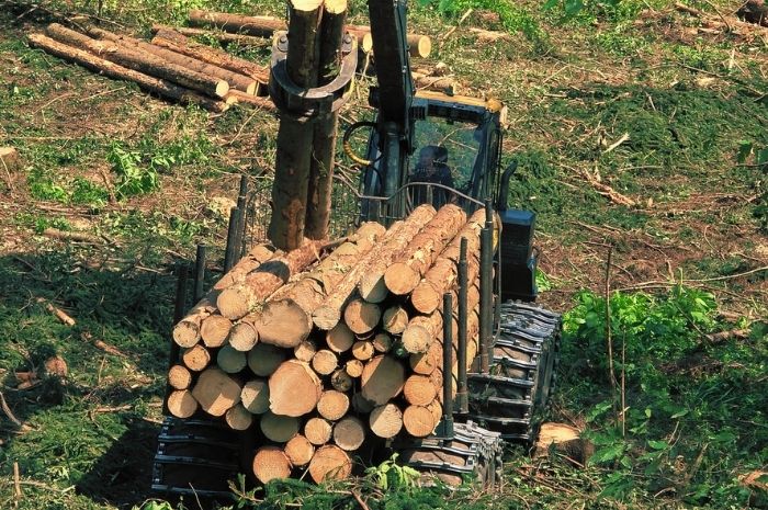 Holzbringung mit Forwarder PONSSE Buffalo Bild 2