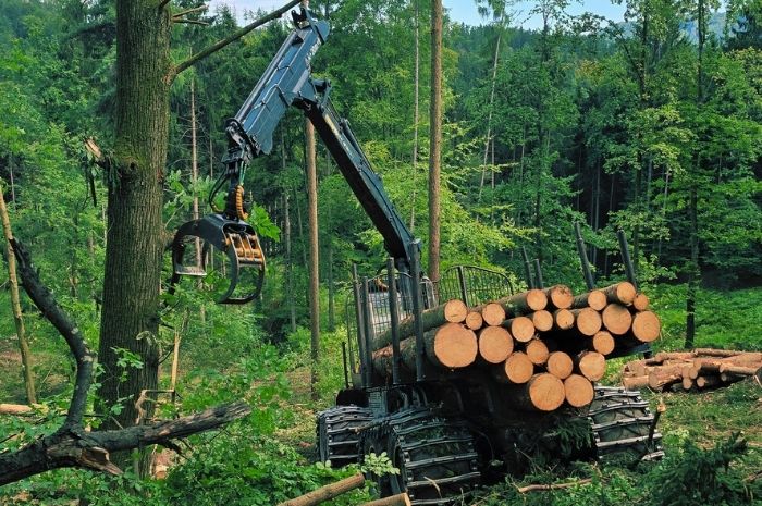 Holzbringung mit Forwarder PONSSE Buffalo Bild 3
