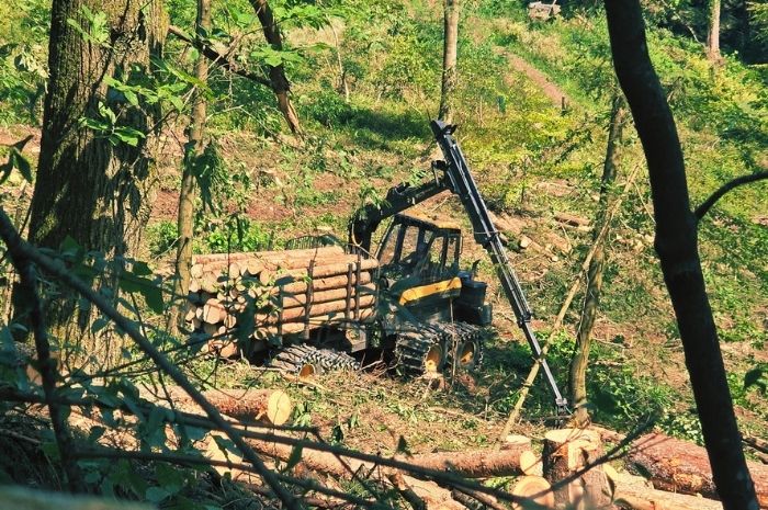 Holzbringung mit Forwarder PONSSE Buffalo Bild 4