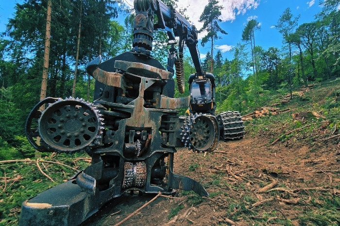 Holzschlägerung & Bringung Graz-Umgebung Käferholz Bild 1