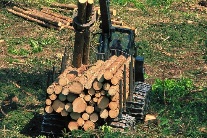 Holzschlägerung & Bringung Graz-Umgebung Käferholz Bild 6