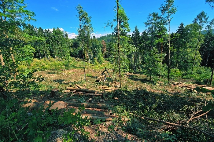 Holzschlägerung & Bringung Graz-Umgebung Käferholz