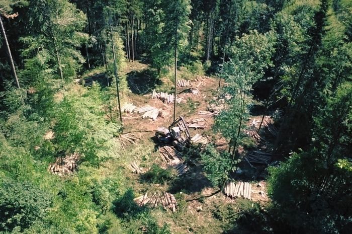 Holzschlägerung Thal
